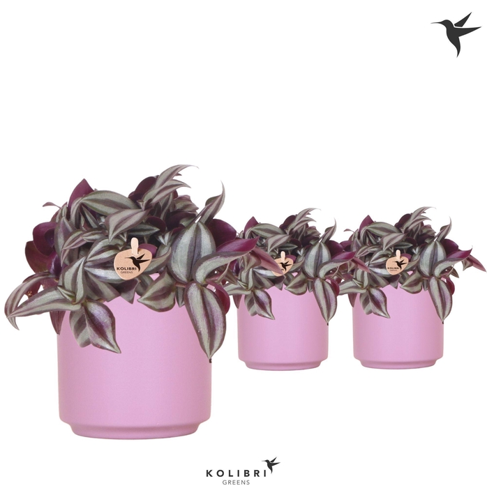 <h4>Kolibri Greens Tradescantia Zebrina in Simplicity pot violet</h4>