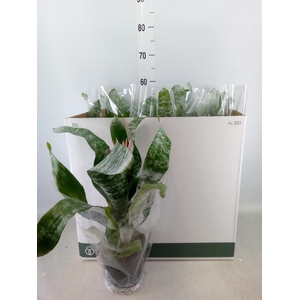 Aechmea fasciata 'Primera'