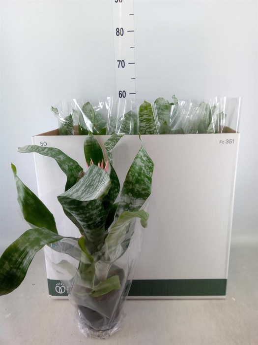 <h4>Aechmea fasciata 'Primera'</h4>