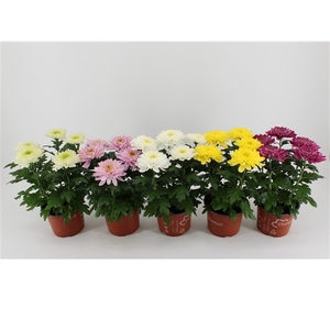 Chrysant Zembla Gemengd