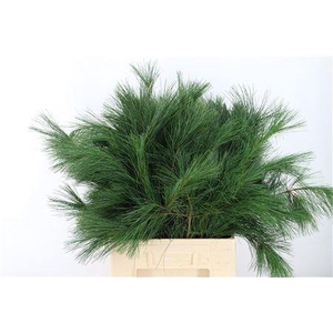 PINUS STROBUS