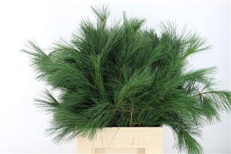 <h4>PINUS STROBUS</h4>