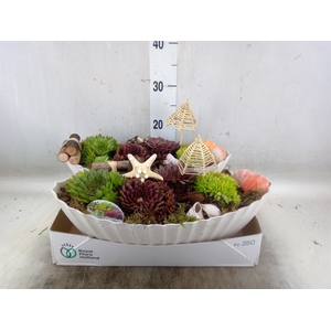 Arr.  Sempervivum L%