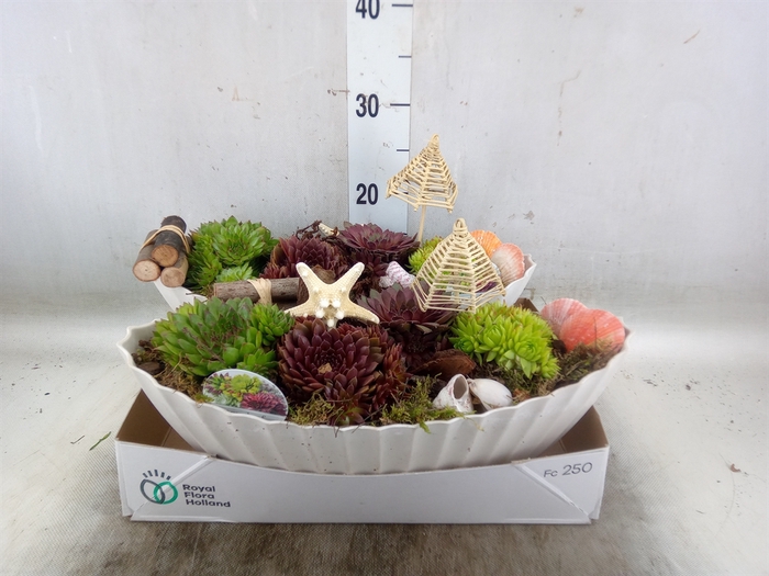 <h4>Arr.  Sempervivum L%</h4>