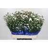 Aster Cassy