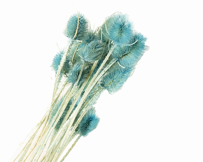 Chardon Blue