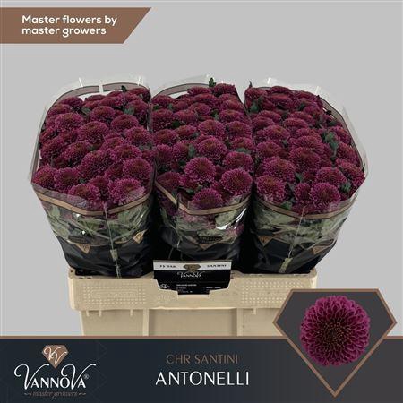 <h4>CHR S ANTONELLI</h4>