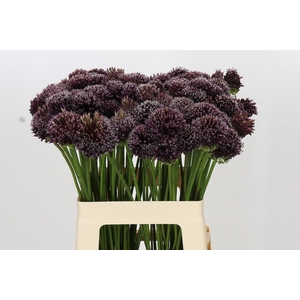 Allium Punky Boy