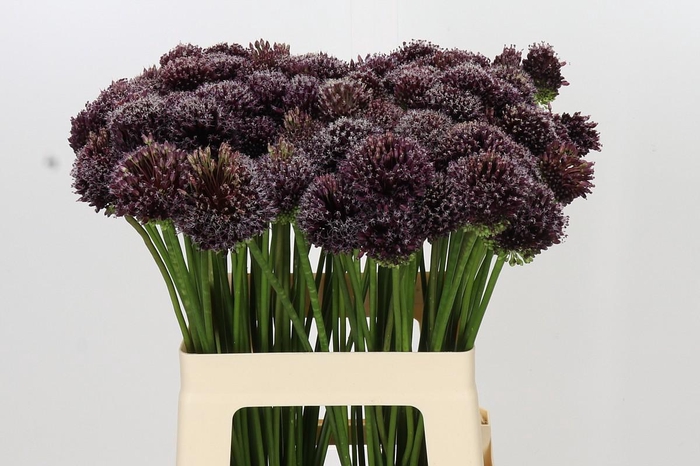 <h4>Allium Punky Boy</h4>