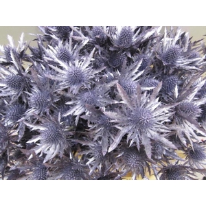 Eryn Orion Metallic Paars L50