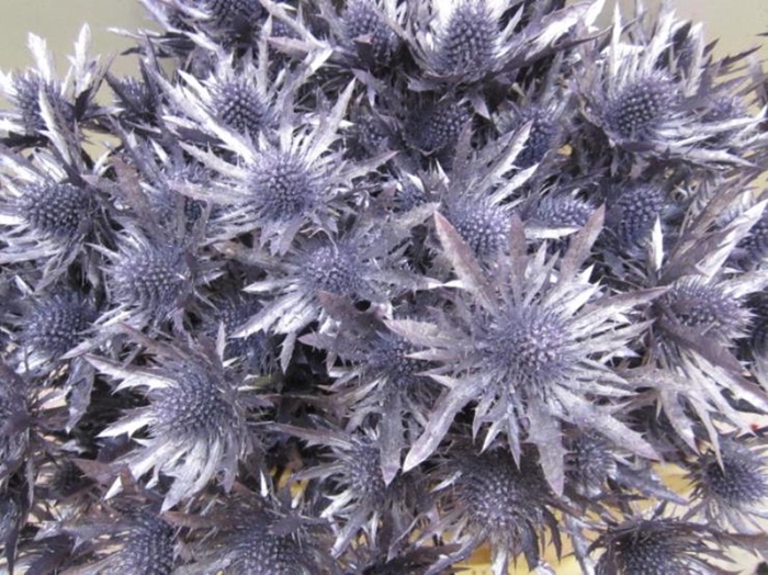 <h4>Eryn Orion Metallic Paars L50</h4>