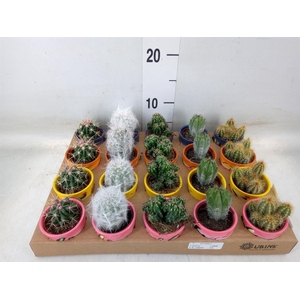 Cactus   ...mix
