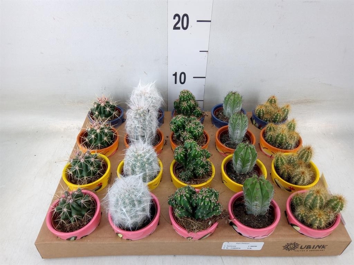 <h4>Cactus   ...mix</h4>