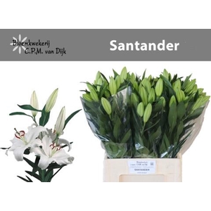 Li Or Santander