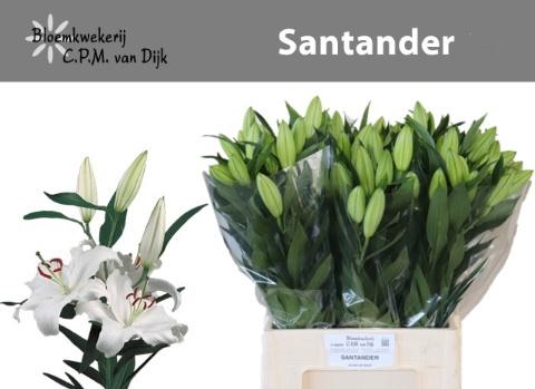 <h4>Li Or Santander</h4>