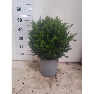TAXUS M GROENLAND