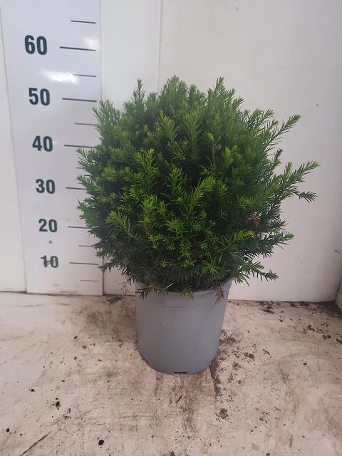 <h4>TAXUS M GROENLAND</h4>