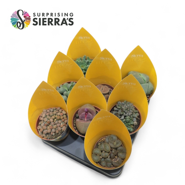 <h4>Lithops Mix (4spc.) (sierra) Sierra Collection</h4>