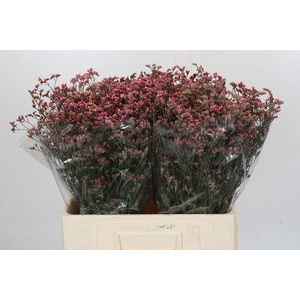 Limonium sinensis China Red