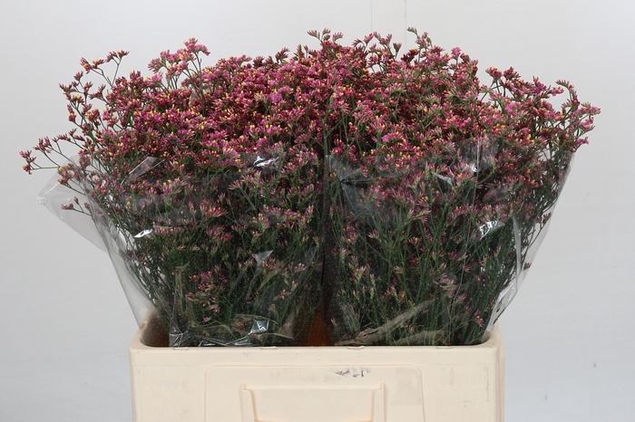 <h4>Limonium sinensis China Red</h4>