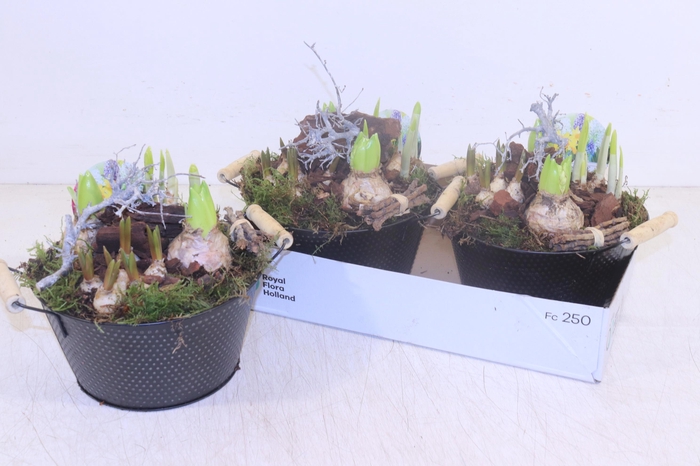 <h4>Arr Bol Knolgewas</h4>