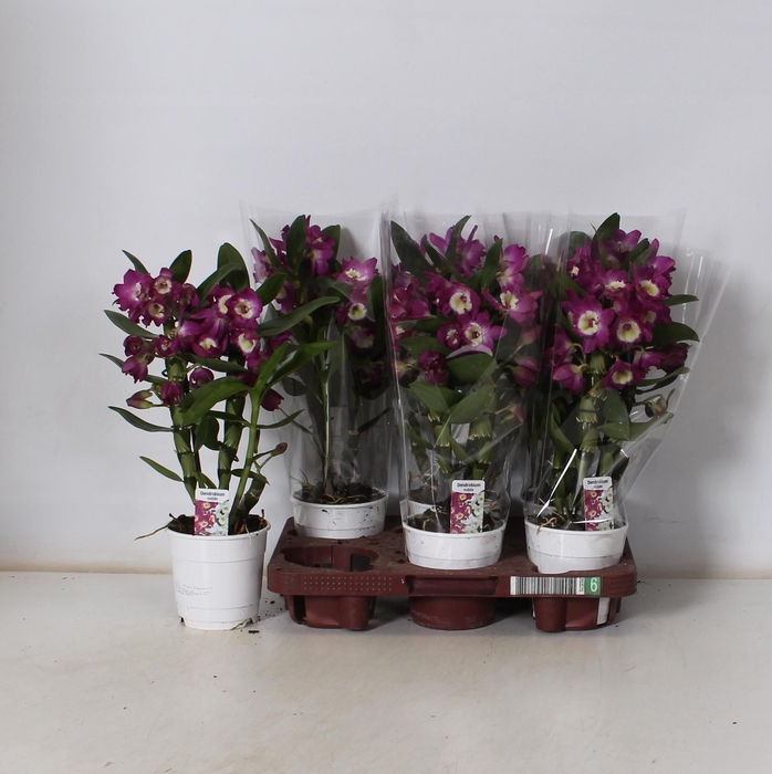 <h4>DEND NOBILE</h4>