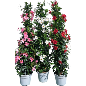 Dipladenia