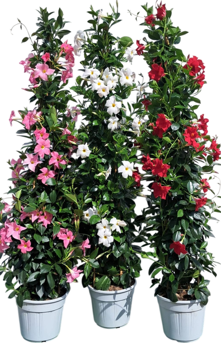 <h4>Dipladenia</h4>