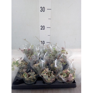 Ceropegia woodii ssp. woodii