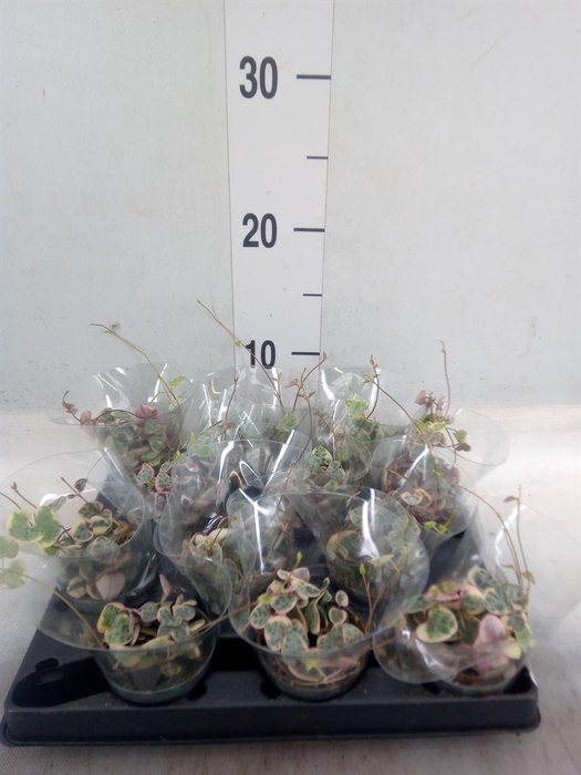 <h4>Ceropegia woodii ssp. woodii</h4>