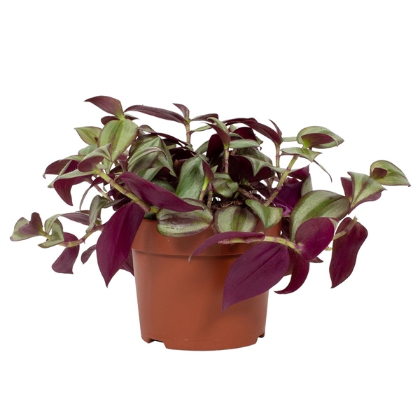 <h4>Tradescantia zebrina 'Violet Hill'</h4>