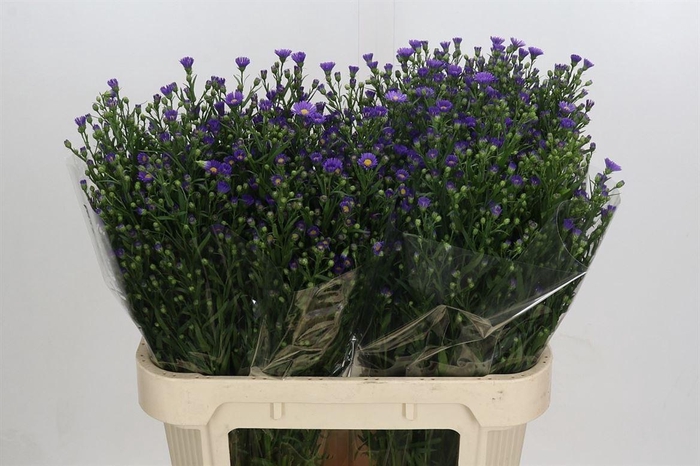 <h4>Aster Casamare</h4>