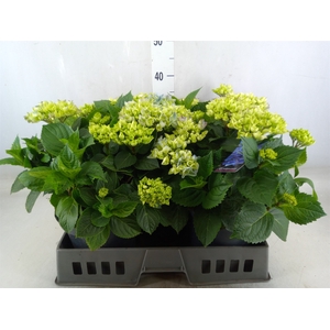 Hydrangea mac. 'Hi River'