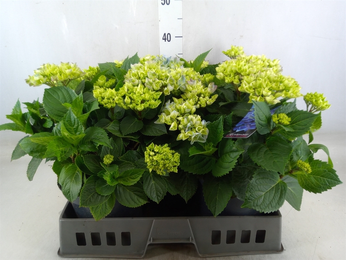 <h4>Hydrangea mac. 'Hi River'</h4>