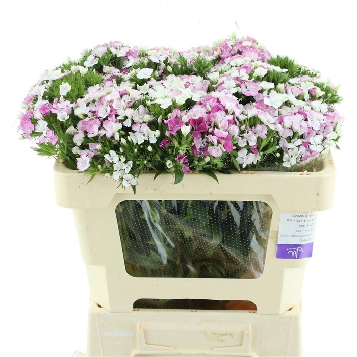 <h4>DI BARB AM ROSE</h4>