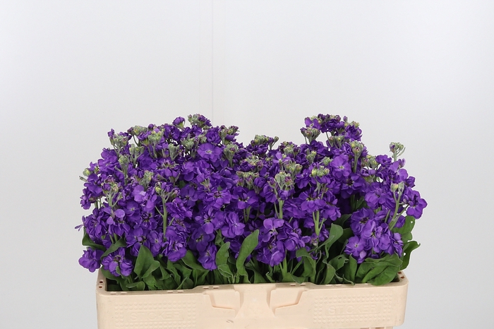 <h4>Matthiola Debora Purple</h4>