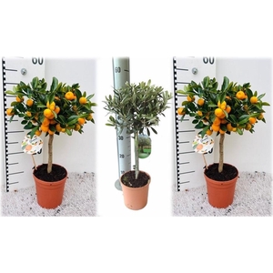 Algarve Mix Citrus & Olea on stem