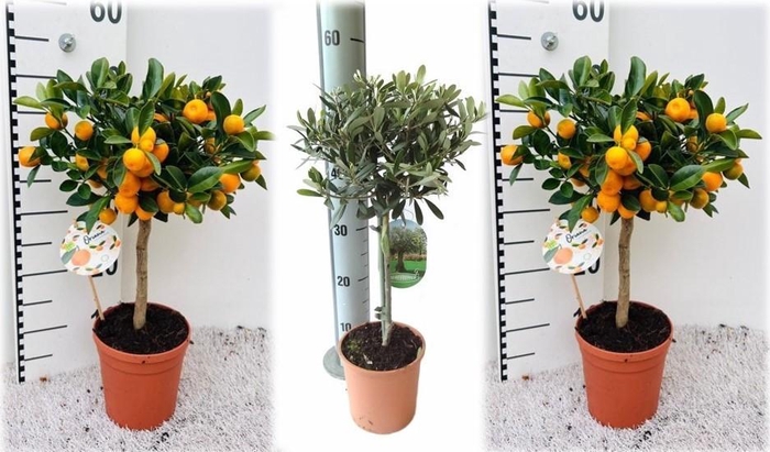 <h4>Algarve Mix Citrus & Olea on stem</h4>