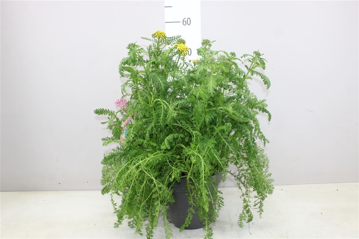 Achillea Millefolium