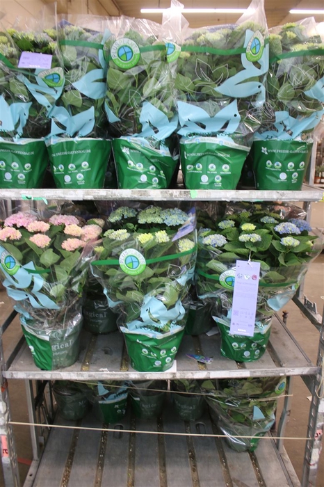 <h4>Hydrangea M Revolution 12-15 Blue Pink Mixtrolley</h4>