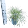 Carex Feather Falls