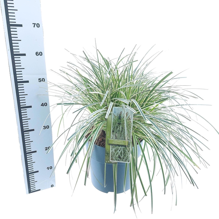 Carex Feather Falls