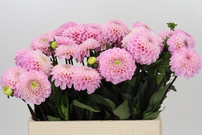 <h4>Dahlia Wizard of Oz</h4>