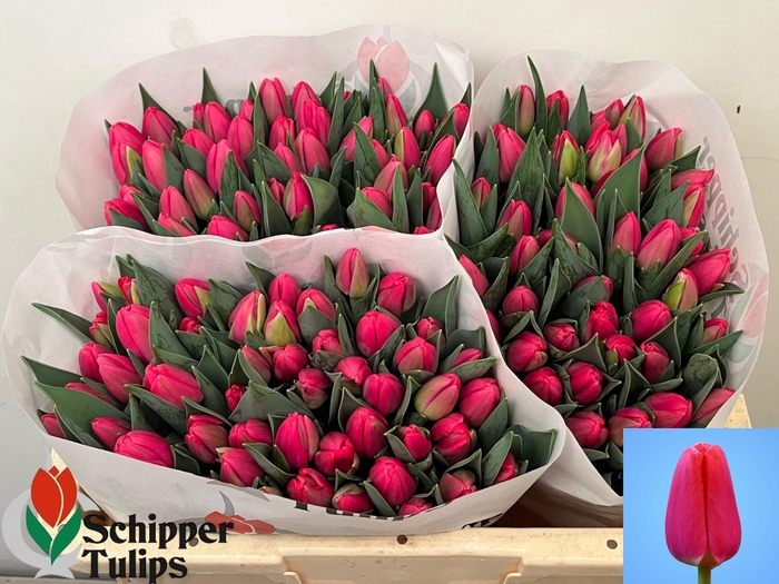 <h4>TU EN LIPSTICK</h4>