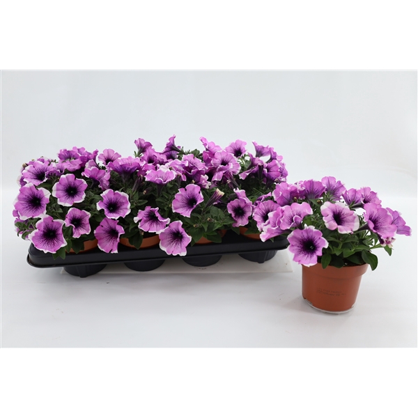 <h4>Petunia Lavender Blush</h4>