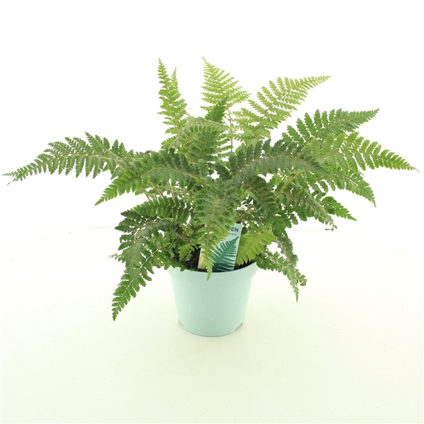 <h4>Polystichum polyblepharum 'Jade'</h4>