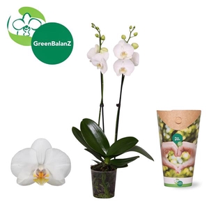 ColorZ - Phalaenopsis Wit 2 tak in Potcover
