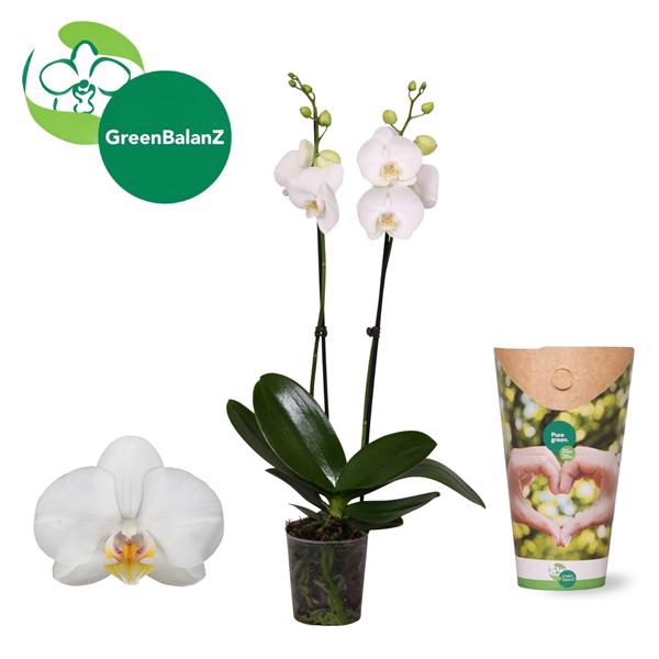 <h4>ColorZ - Phalaenopsis Wit 2 tak in Potcover</h4>