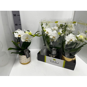 Phalaenopsis Tablo Champagne 12Ø 40cm 2st 25fl