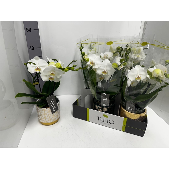 <h4>Phalaenopsis Tablo Champagne 12Ø 40cm 2st 25fl</h4>